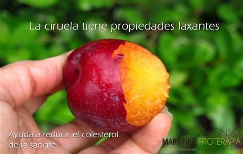 Las Propiedades De La Ciruela Fitoterapia Naturismo