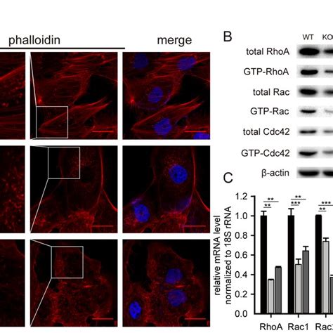 Bap1 Knockout Inhibited Cell Proliferation In 786 O Ccrcc Cells A