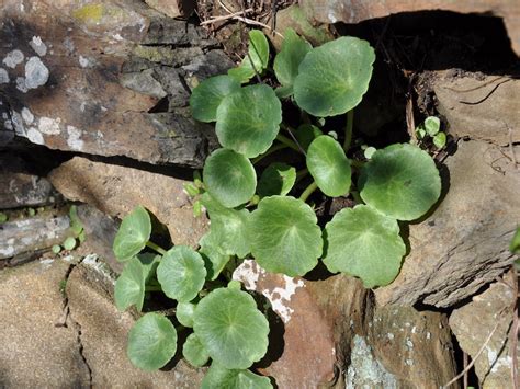 Ombelico Di Venere Umbilicus Rupestris Dandy Parco Nazionale Delle