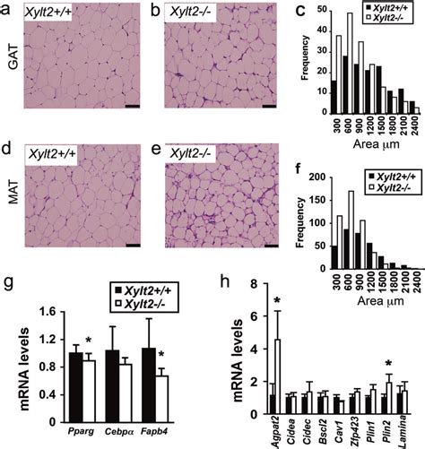 Adipocyte Morphology Gene Expression And Gag Content With Xylt