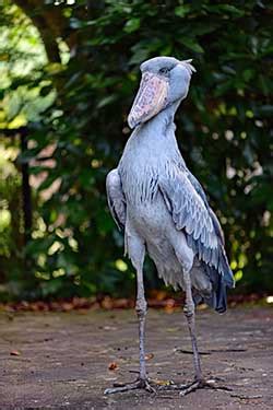 Shoebill definition and meaning | Collins English Dictionary