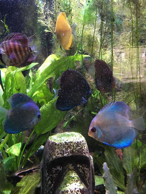 High Bodied Blue Diamond Discus With Deep Blue Gene