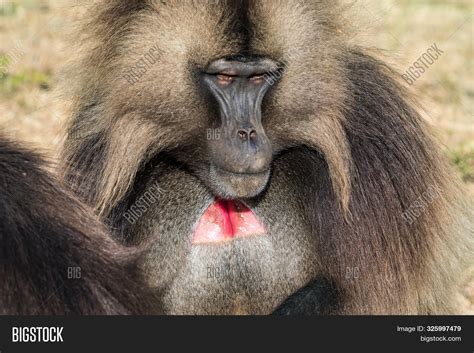 Gelada Baboon - Image & Photo (Free Trial) | Bigstock