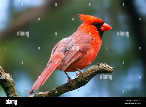 Bright Crimson Red Common Or Northern Cardinal Cardinalis Male In