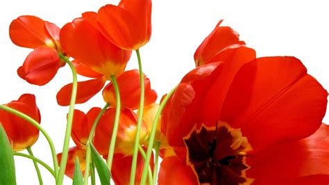 🔥 [60+] Red Tulips Wallpapers | WallpaperSafari