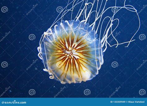 Blue Jelly Fish In Dark Water Stock Image Image Of Dangerous