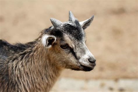 Miniature Goats: The Ultimate Guide - Mranimal Farm