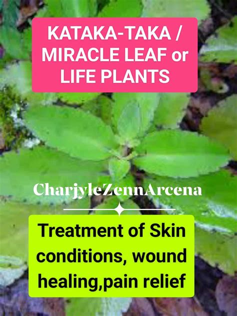 charjyle kataka taka leaves    miracle leaf  life