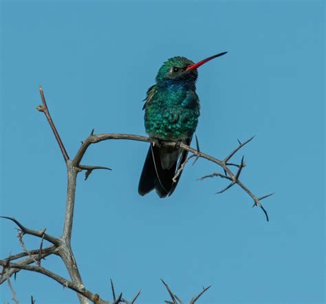 Hummingbirds The Hummingbirds Are Coming Back