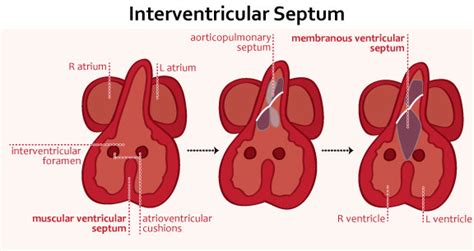 Cardiac Development Embryology Medbullets Step 1