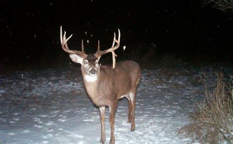 Mature Buck Personalities To Target Whitetail Habitat Solutions