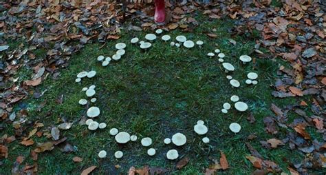 Real Faerie Ring Photo Via Magic Forest Tumblr The Goddess Mother