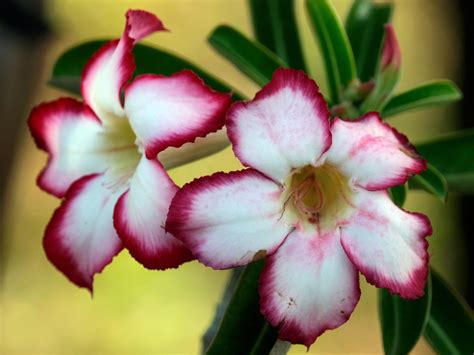 Adenium Desert Roses Pink Flowers Free Photo On Pixabay Pixabay