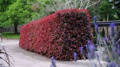 The Best Shrubs For Creating Hedges Gardener’s Path Garden Hedges Hedges Screen Plants