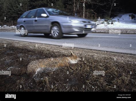 Country Road Passenger Car Roadside Fox Deadly Street Traffic