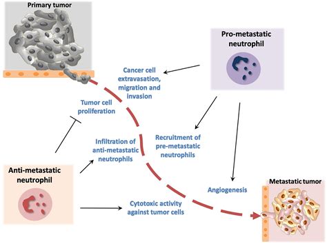 Frontiers Neutrophils As Orchestrators In Tumor Development And