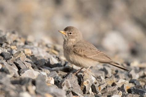 Birds of the Sahara (With Pictures)