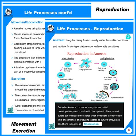 Protist Amoeba Structure Asexual Reproduction And Other Life Processes Expertuition