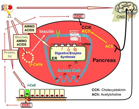 Acetylcholine Synthesis Pathway