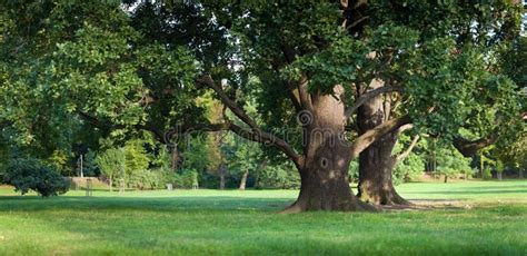 Strong Old Green Oak Tree In The Park Stock Photo Image Of Background