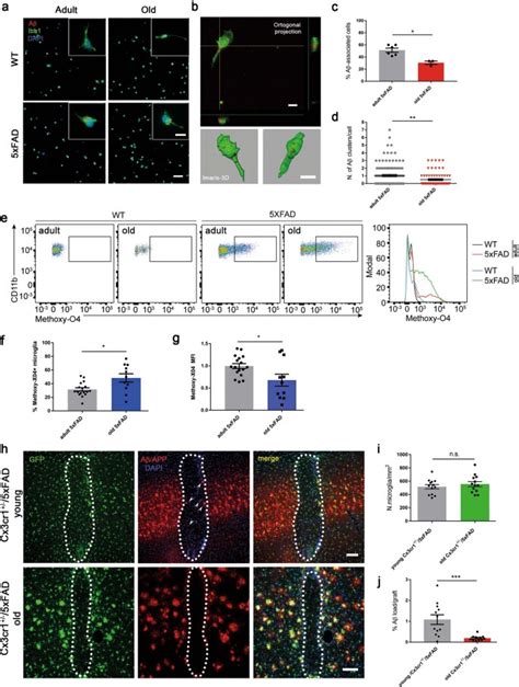 Microglia Contribute To The Propagation Of A Into Unaffected Brain