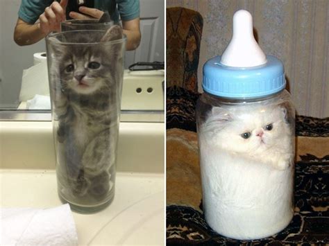 Liquid Cats - Liquid Cats