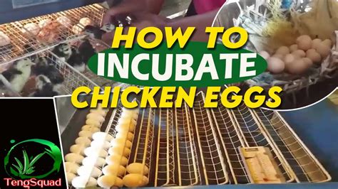 How To Incubate Chicken Eggs And Natural Hatch Youtube