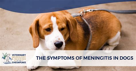 Veterinary Neurologist in Annapolis MD: The Symptoms of Meningitis in Dogs I Veterinary ...