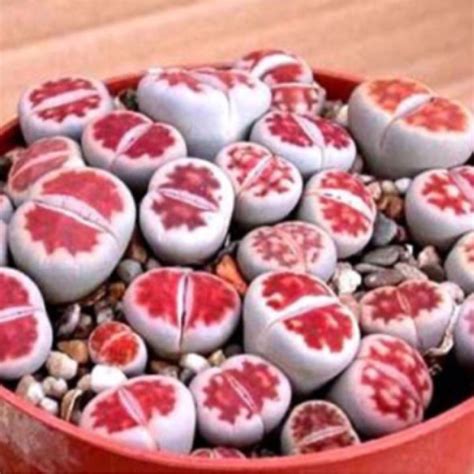 Lithops Karasmontana V Mickbergensis Red Tops Shopee Thailand