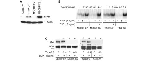 Overexpression Of C Abl K290R Interferes With NF JB DNAbinding Activity