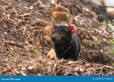 Diavolo Della Tasmania Fotografia Stock Immagine Di Preda 17349792