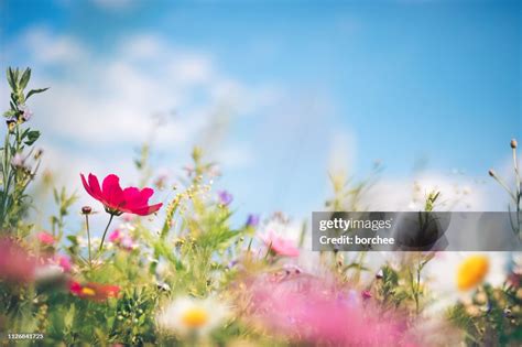 Spring Meadow High-Res Stock Photo - Getty Images