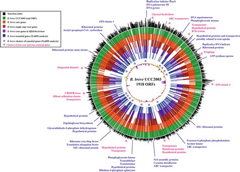 Genome Wide Distribution Of Transposon Insertions In B Breve UCC2003