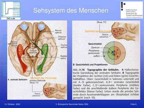 Ppt Biologische Neuronale Netze Powerpoint Presentation Free