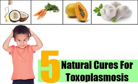 5 Natural Cures For Toxoplasmosis Natural Home Remedies And Supplements