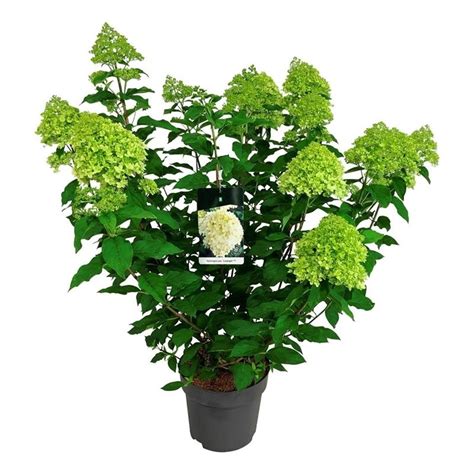 Hortensie Hydrangea Limelight Schnelle Lieferung Fleurdirect