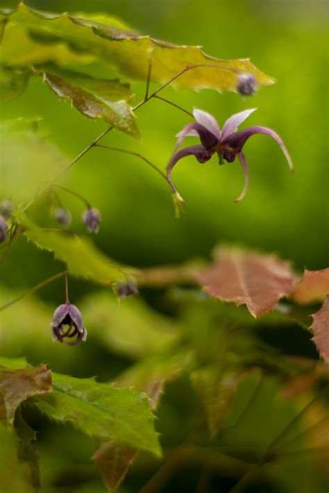 Epimedium Chlorandrum Bokeh 23 Scott Weber Flickr