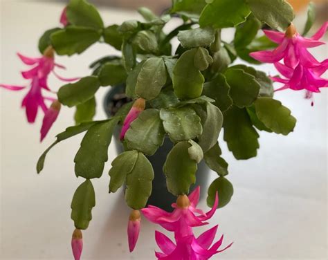 True Hot Pink Christmas Cactus Cuttings For Propagation Schlumbergera Buckleyi Rare Succulents