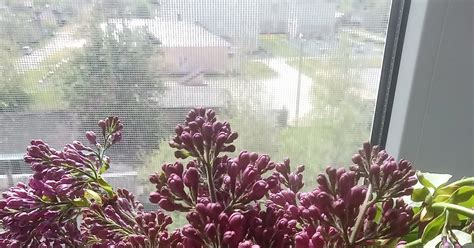 Сирень) | Пикабу