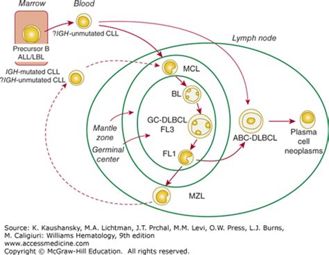 Pathology Of Lymphomas Oncohema Key