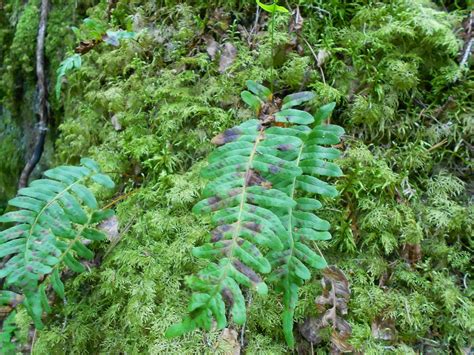 Kasvio Kallioimarre Polypodium Vulgare L