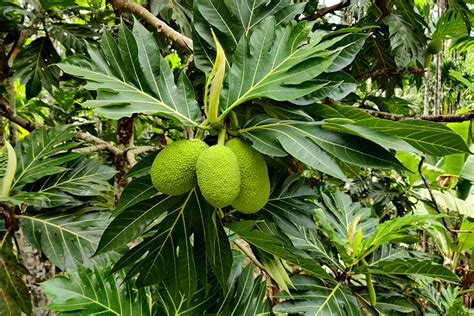 What Is Breadfruit And Why It Could Be An Important Crop For The