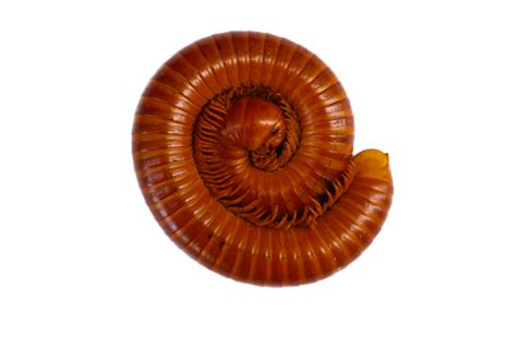 Millipede Png Vector Psd And Clipart With Transparent Background For