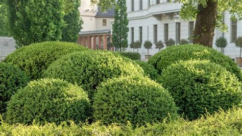 How To Care For Boxwood The Ultimate Guide