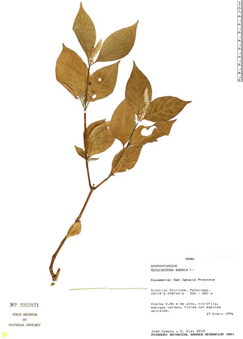 Achyranthes Aspera Rapid Reference The Field Museum