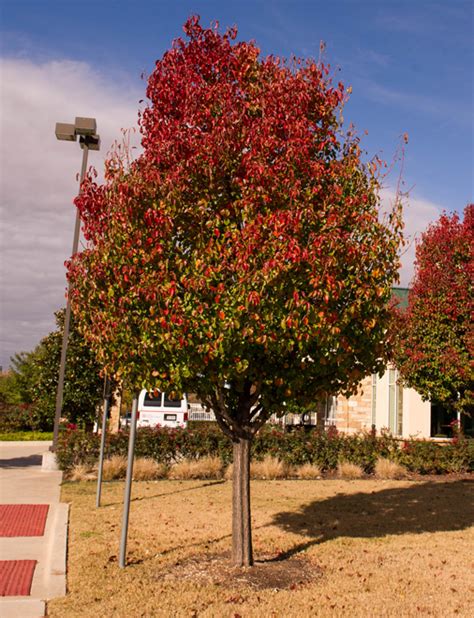 Ornamental Pear Tree Fall