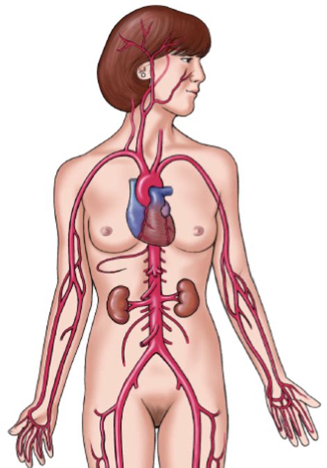 Bio Exam Lecture Major Arteries To Right Left Arms