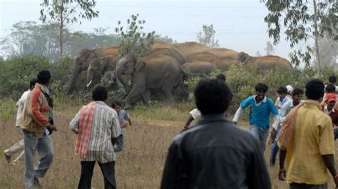 Human Elephant Conflicts The Alarming Cost Of Human Elephant Conflicts