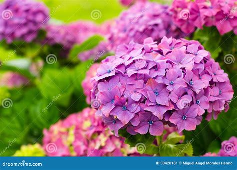 Гортензия би хэппи20 (Много фото!) - treepics.ru