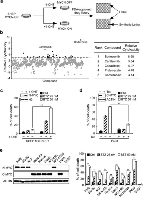 Fda Approved Drug Screen Identifies Proteasome As A Synthetic Lethal